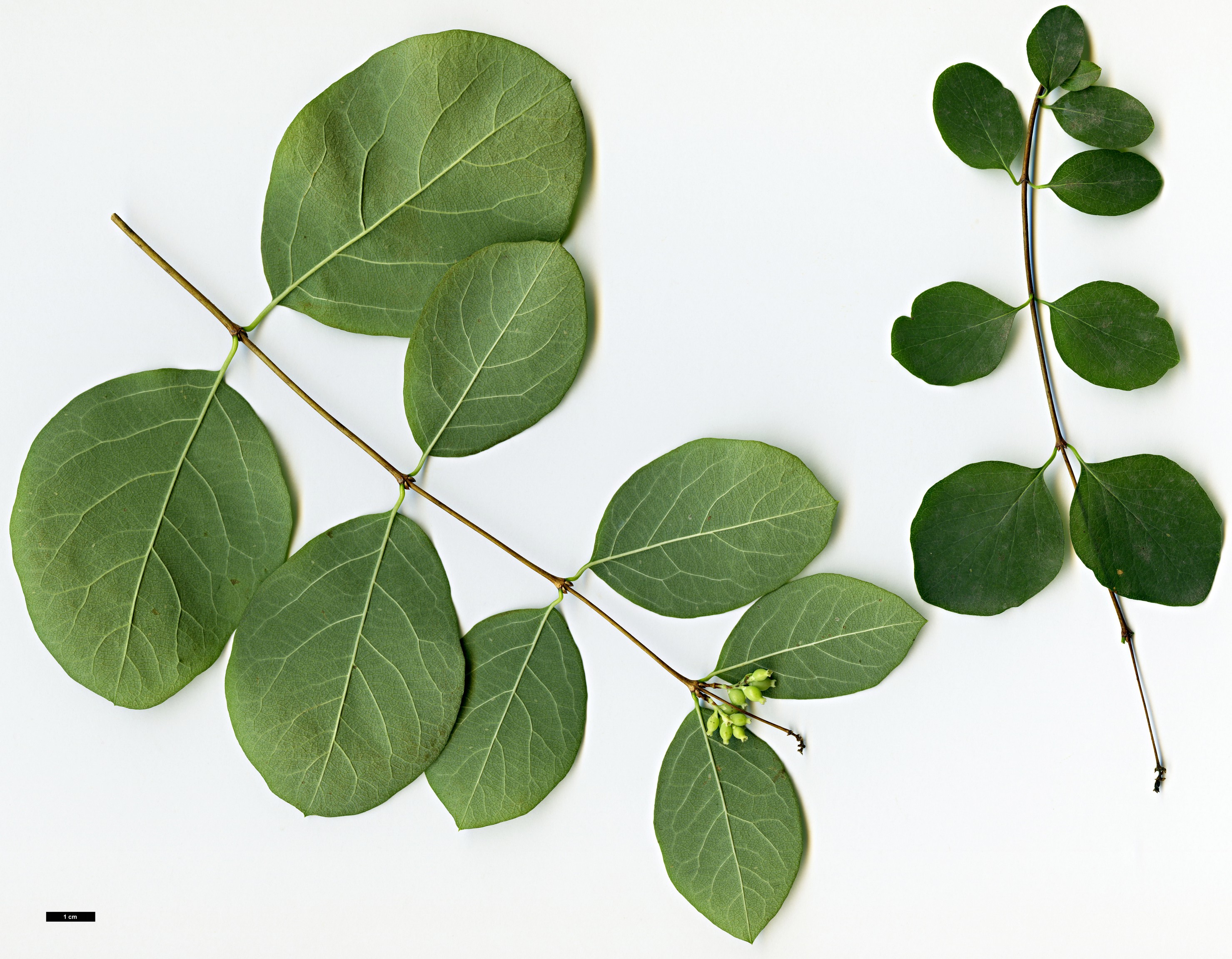 High resolution image: Family: Caprifoliaceae - Genus: Symphoricarpos - Taxon: albus - SpeciesSub: var. laevigatus